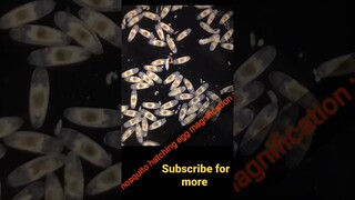 timelapse of mosquito larvae hatching  egg #biology #microscope #lifescience #zoology #experiments