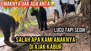 Astagfirullah Induk Kucing ini Ngajak Anak-Anaknya Kabur Dari Basecamp Cats Lovers Tv..!