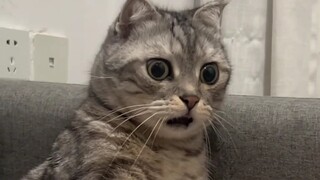 When setting off firecrackers during Chinese New Year, the kittens are...