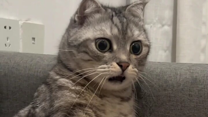 过年放鞭炮时，小猫们的状态……
