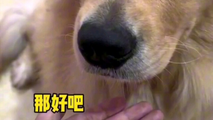 This dog is so polite!