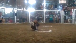 draw first fight 3 cocks in Tumauini cockpit