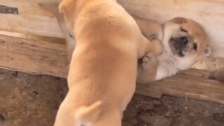 Pendidikan rumah untuk anjing juga cukup ketat!