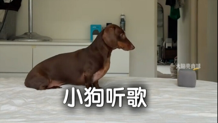 Anak anjing tidak bicara, hanya terus-menerus berputar lalu duduk.