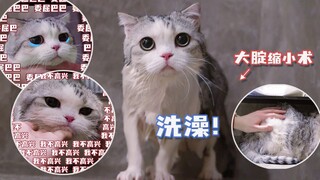 洗了澡视觉效果瘦五斤，表情包胖猫猫突然当场发飙
