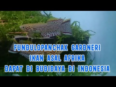 Biodata Killifish Gardneri (Aphyosemion Gardneri) / Fundulopanchax gardneri