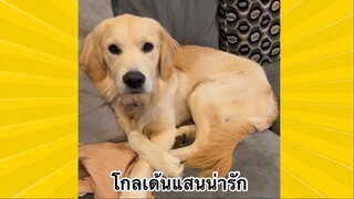 สัตว์เลี้ยงเพื่อนขนปุย : โกลเด้นแสนน่ารัก