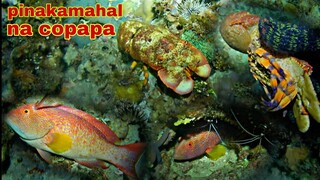 ep367.pinakamahal na Copapa nakuha kuna night spearfishing Philippines.