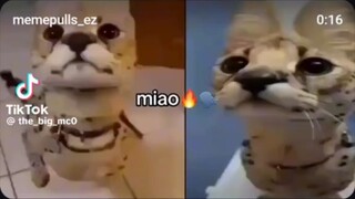 miao