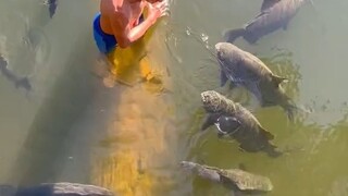 大哥直接站在水里，一口一口把食物喂到鱼嘴巴里，太贴心了