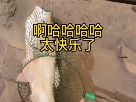 今天是我开挖机这么多年最开心的一天，哈哈
