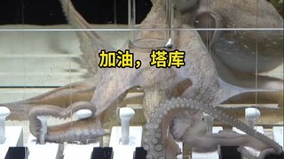 Si abang membeli seekor gurita dari pasar ikan, ternyata untuk mengajarinya bermain piano... Sesaat 