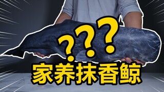 把【全球限定】20体的“抹香鲸”带回家，是一种什么样的体验？