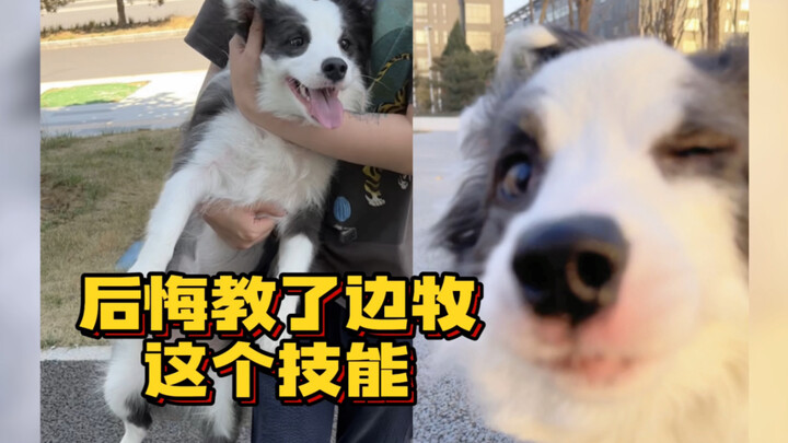 If you teach Border Collies everything, you will only hurt yourself.