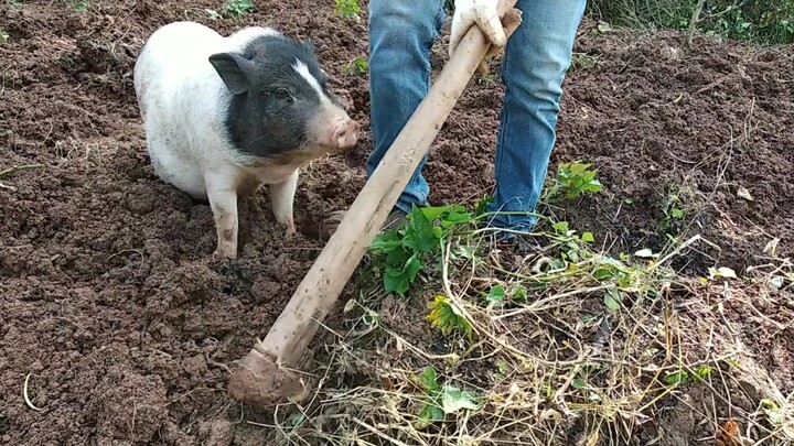 Little Pig tags along with its owner up the mountain to dig sweet potatoes—and after stuffing its be