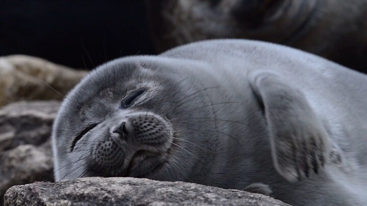 Anak anjing laut: Kalau udara dingin jadi malas bangun