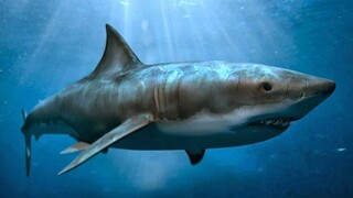 Shark! MEGALODON