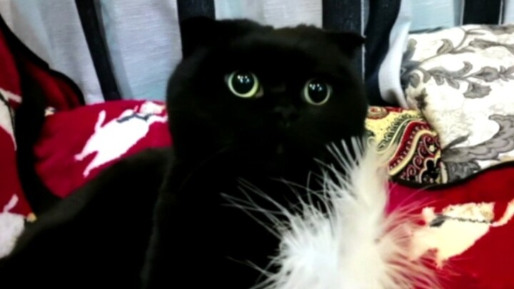 จริงๆ แล้วชีวิตประจำวันที่แท้จริงของแมวทุกตัวสามารถสรุปได้ด้วยสองคำ! พวกคุณรู้ไหมว่ามันคืออะไร?