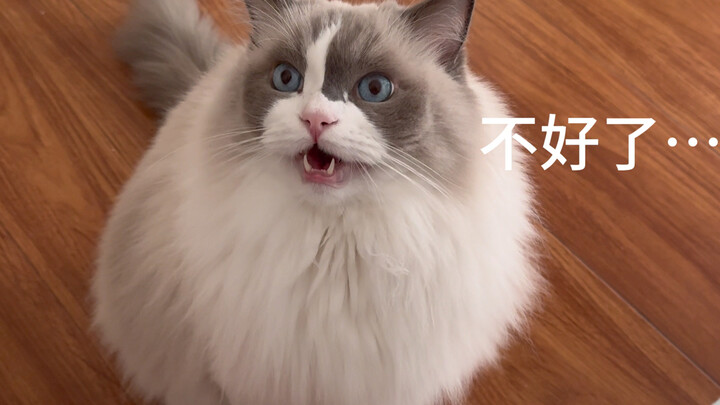真正的危急关头还是我家猫靠谱⋯#萌娃和萌宠 #布偶猫