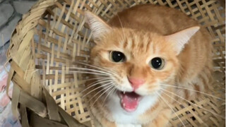 เปลี่ยนที่นอนแมวให้เพื่อนขนฟูของคุณในช่วงฤดูร้อน