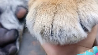 Siberian tiger cub, how big are its paws at five months old!