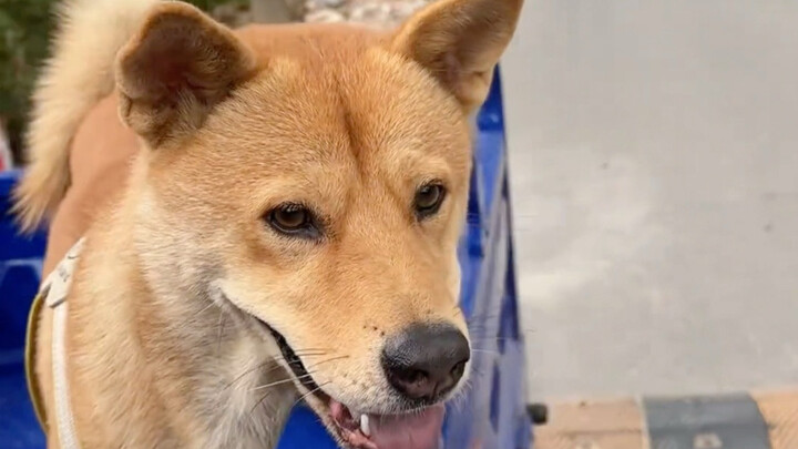 Paman anjing keluargaku datang menjemputku pulang ke desa