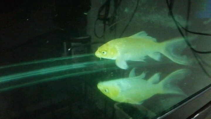 fishh
