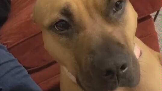 Anjing; apakah kamu manusia?
