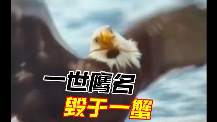 Thick-Shell Crab—whose subordinate is this? Capture that eagle, and you’ll be richly rewarded!!!