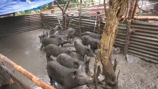 Native pigs and piglets🥰.