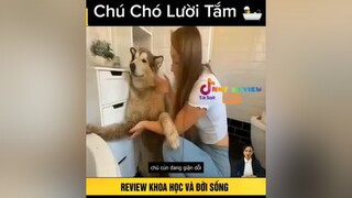 Chú chó lười tắm. 🤣🤣onhaxemtin reviewphimhay nntreview2 mereviewphim