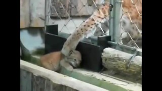 Remember that GIF of the lynx mom rescuing her little lynx?