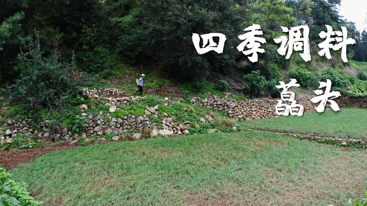 เครื่องปรุงสี่ฤดู (8): ต้นหอมญี่ปุ่น ตัวประกอบที่มีรสชาติโดดเด่นที่สุด | พี่ชายจากภาคตะวันตกของยูนนา