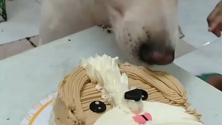 Happy Birthday Kite 💖