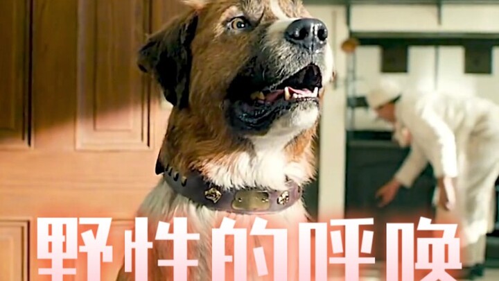 A pet dog's counterattack #healing #touching #thecallofthewild #watchthedramaininonetime