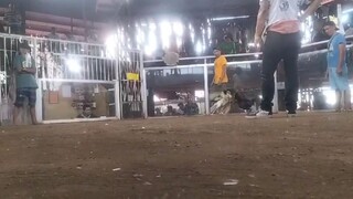 my 5x winner mga idol