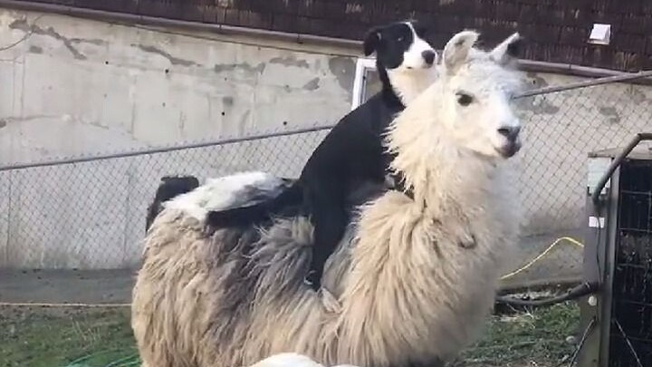 Sheep: Lucky it likes long legs and a long neck!