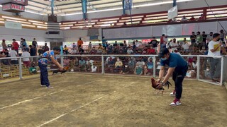 POLETS (Dehadong dehado) VS. Manok Sabongan (Llamadong Llamado) 02/12/2022