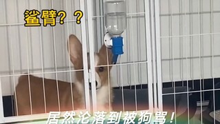 在真狗面前小狗还是单纯了点！