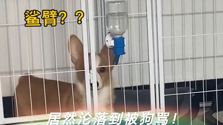 في وجود كلب حقيقي، لا تزال الجراء بسيطة بعض الشيء!