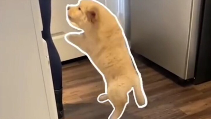 Cute Puppy Cloze Exercise