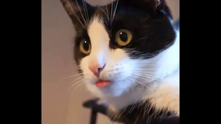 รวมคลิปสัตว์ตลก แมวฮาฮา น่ารัก [ดูเพลินๆ] : EP. 38