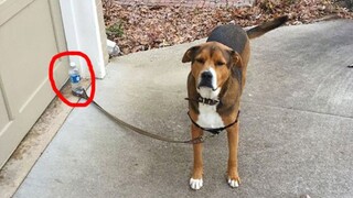 You will laugh in 15 seconds for these funny dogs 😁