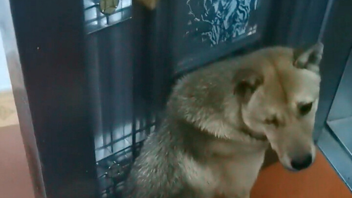 Anjing tetangga datang ke rumahku untuk bersembunyi dari hujan, dan aku sudah mengenalnya sejak pert