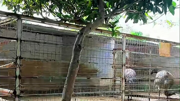 This zoo just opened, and I bet a lot of locals don’t even know about it.