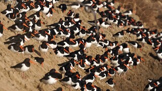 Homeless carrot penguins huddle miserably and pitifully on an earthen embankment.