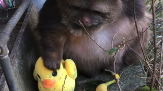 كما أنه مسح الأوساخ عن رأس البطة.