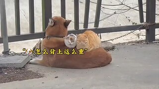 แมว: รังทองรังเงินก็ไม่สู้รังหมาของตัวเอง