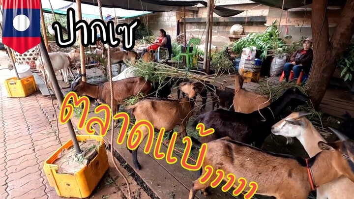 ติดฝนปากเซ ep 2 ตลาดขายแบ้ (แพะ) ในปากเซ
