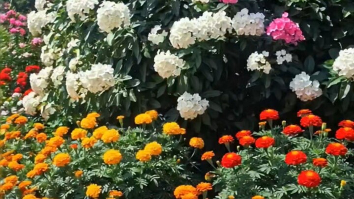 花海与自然美景｜Beautiful Flowers & Nature 🌿✨